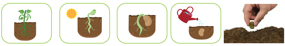 مراحل دورة حياة نبات الفول مراحل دورة حياة نبات الفول